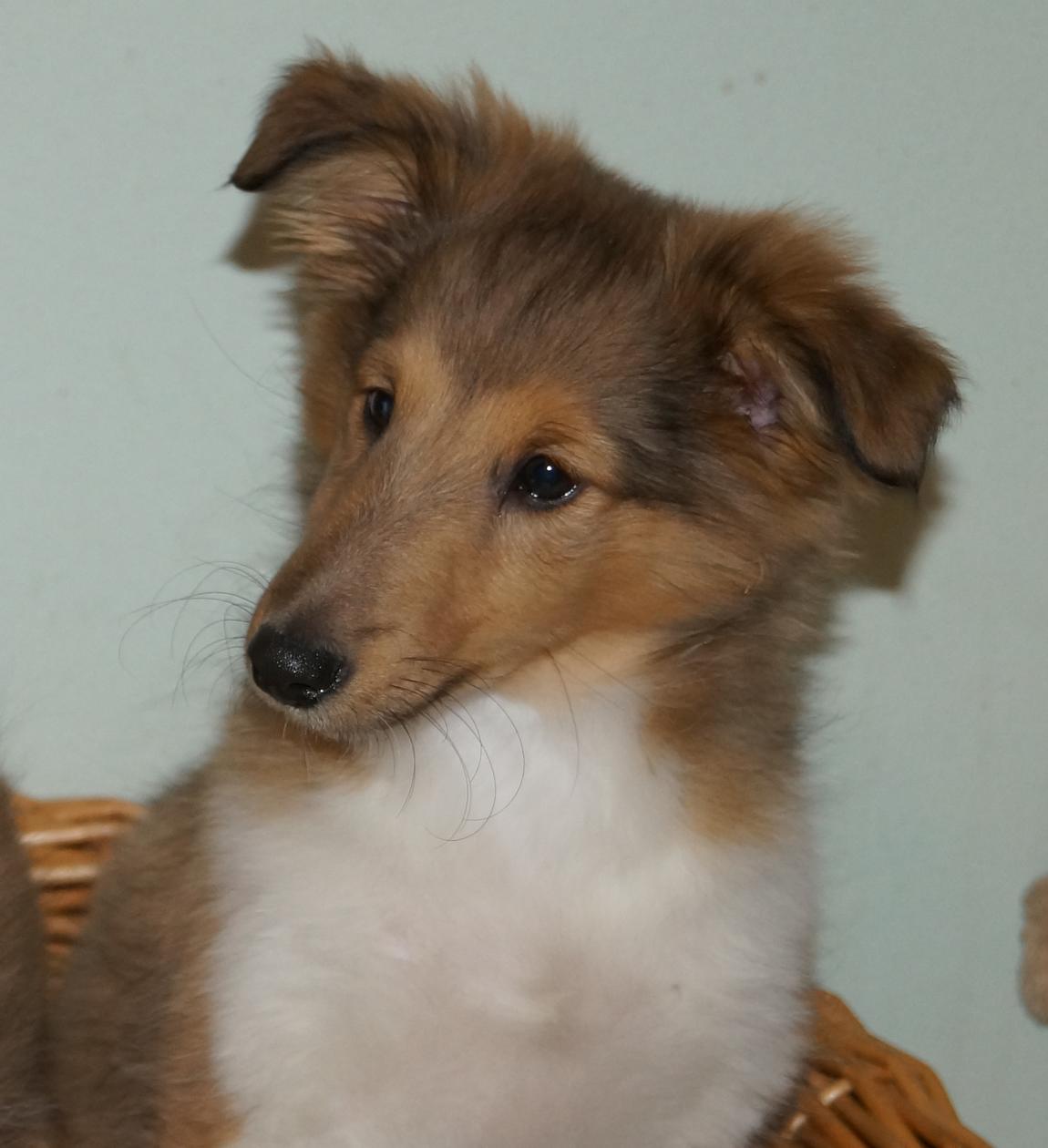 BRUTTO PUZZLE Fun dog